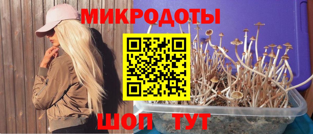 Псилоцибиновые грибы Cubensis Североуральск